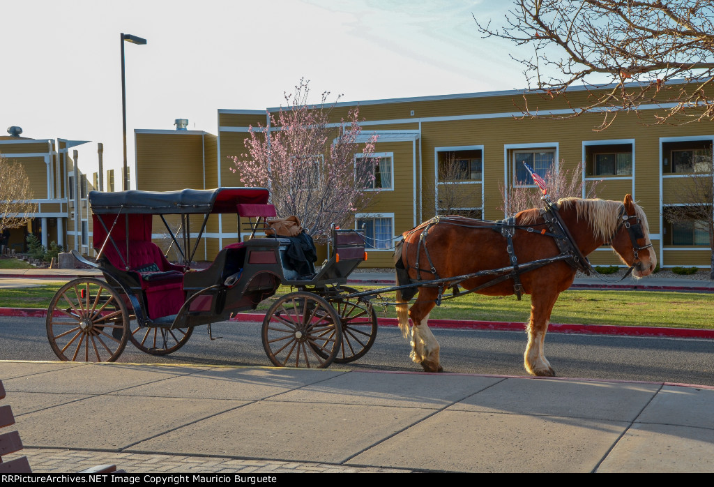 Horse drawn Carriage at Williams Station